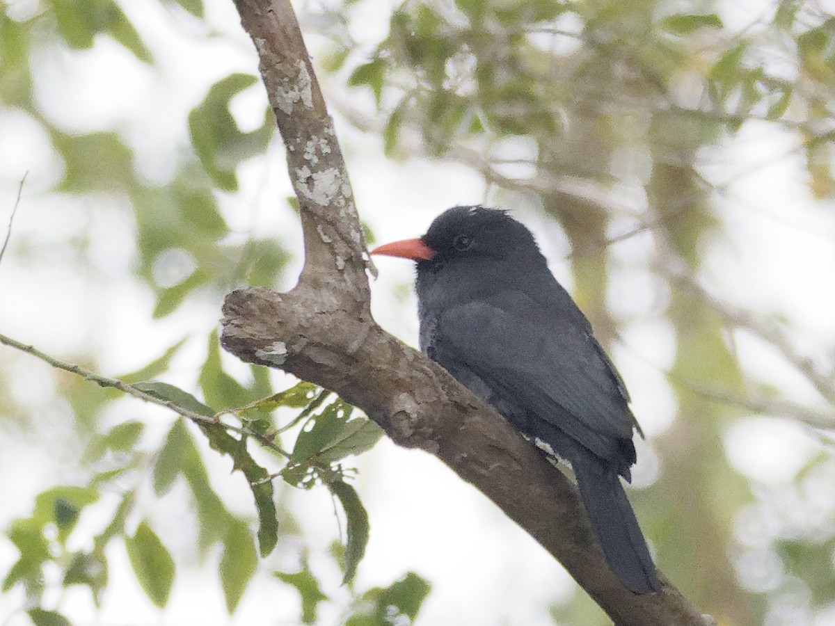 Black-fronted Nunbird - ML642854593
