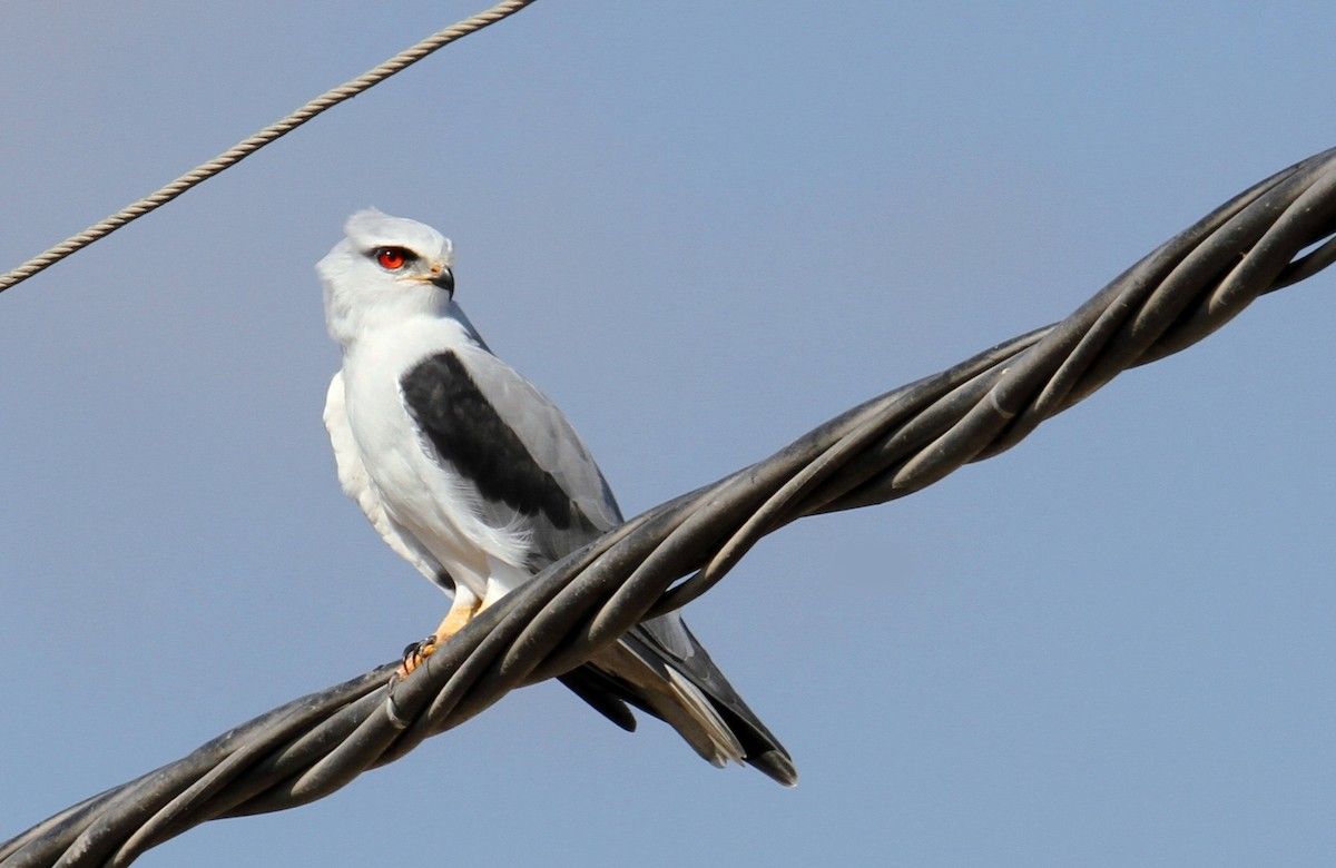 Black-winged Kite - ML642854604