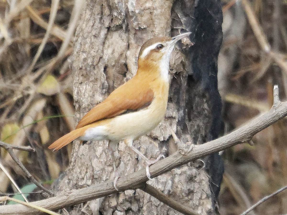 Pale-legged Hornero - ML642854621
