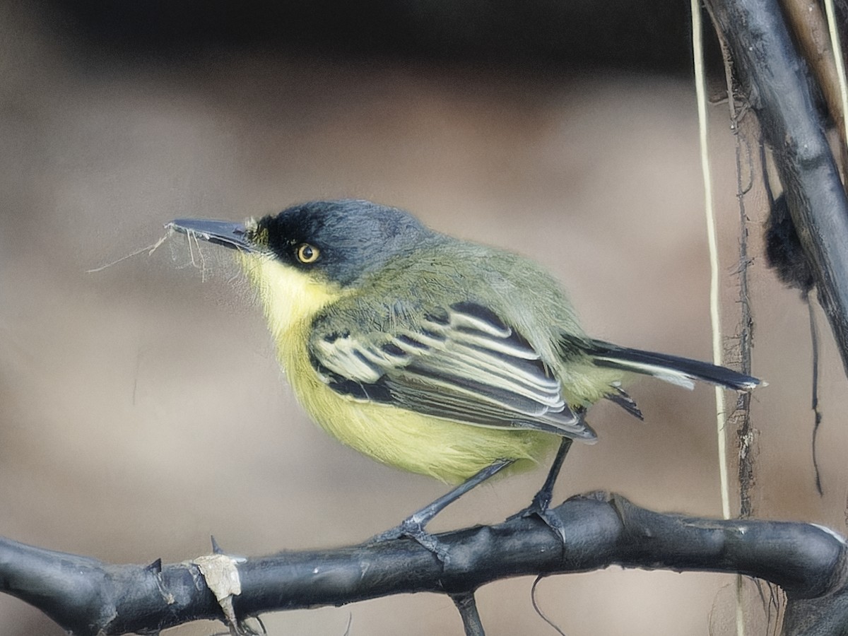 Common Tody-Flycatcher - ML642854633