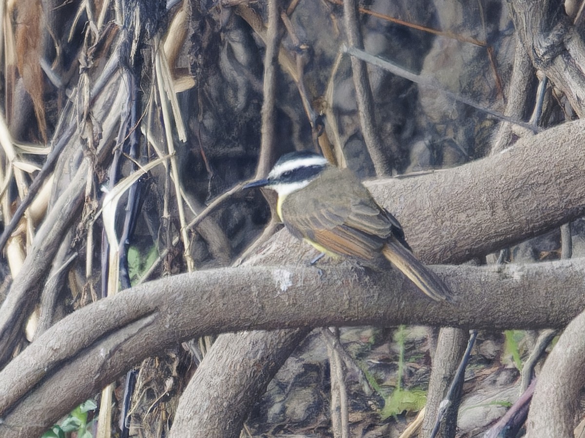 Lesser Kiskadee - ML642854639
