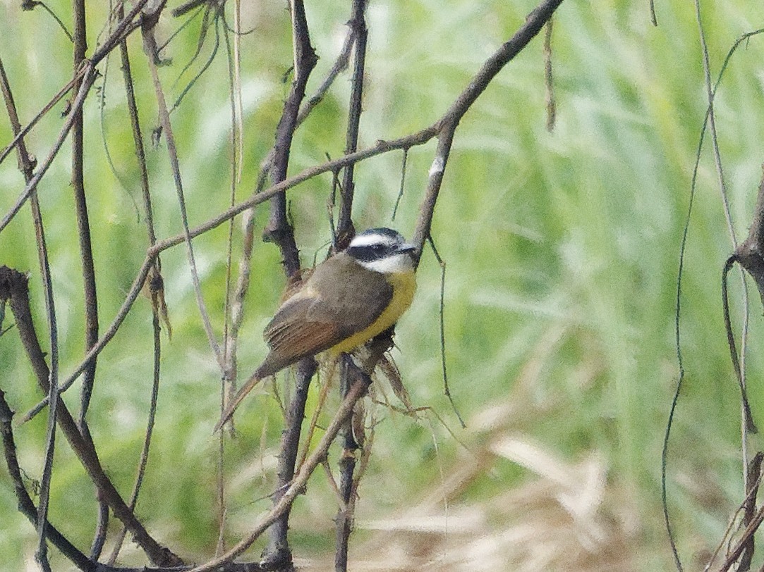 Lesser Kiskadee - ML642854646