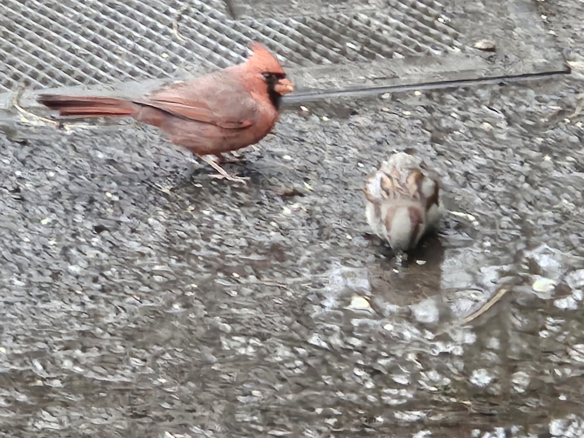 Northern Cardinal - ML642854651