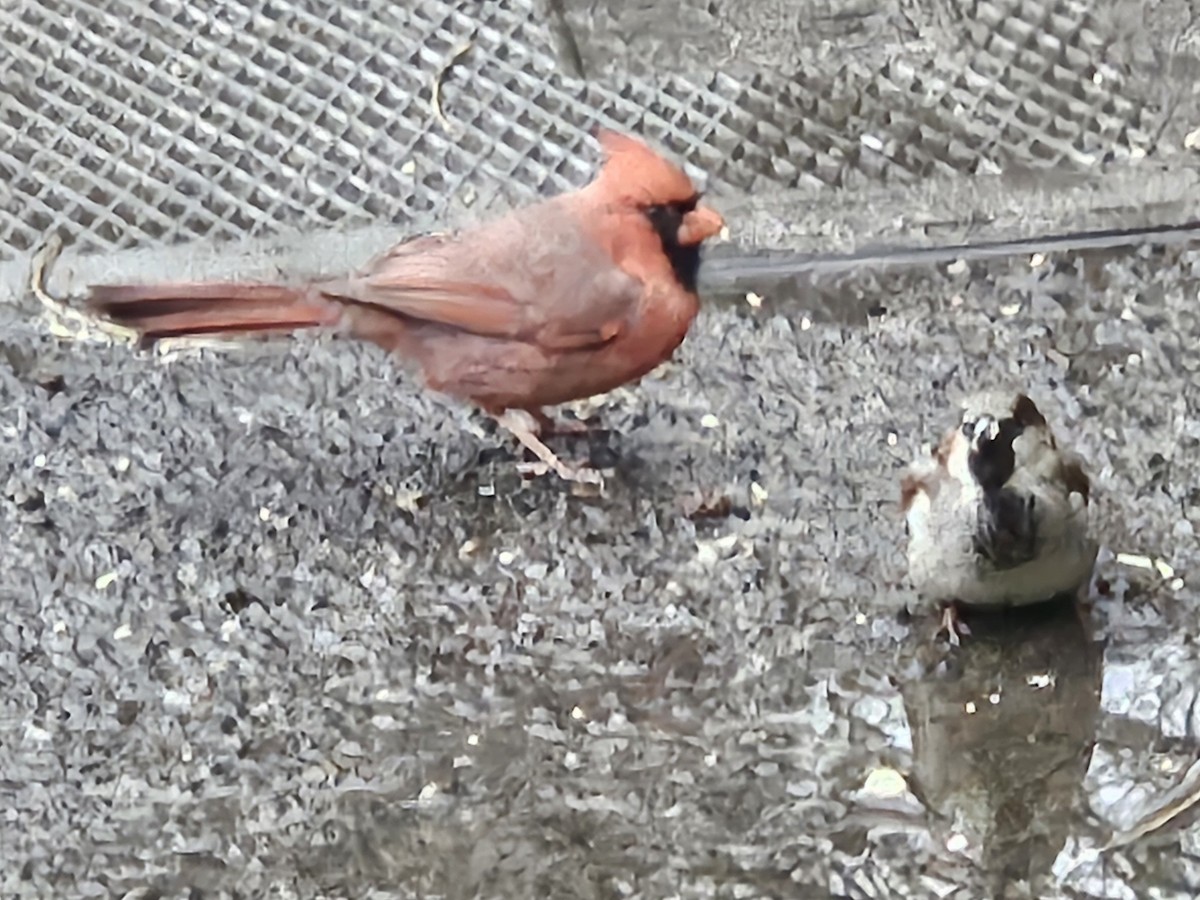 Northern Cardinal - ML642854652