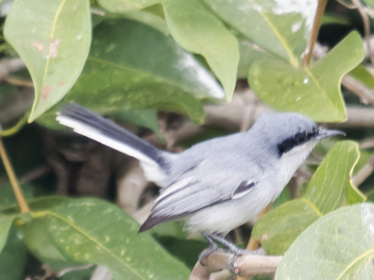 Masked Gnatcatcher - ML642854653