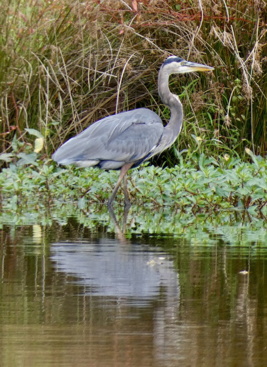 Great Blue Heron - ML642854665