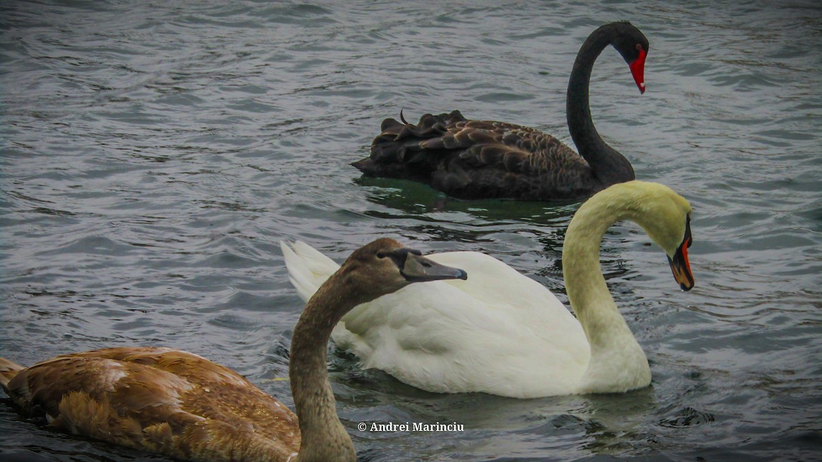 Cygne tuberculé - ML642854666