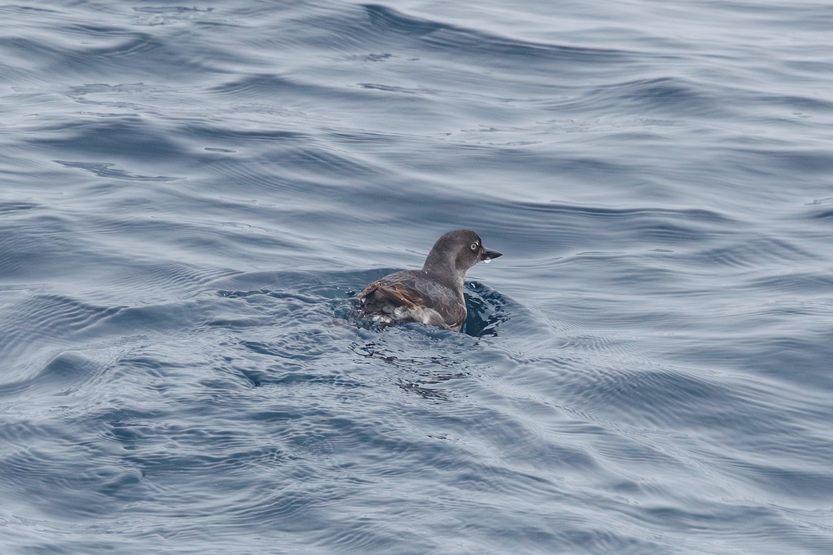 Cassin's Auklet - ML642854667