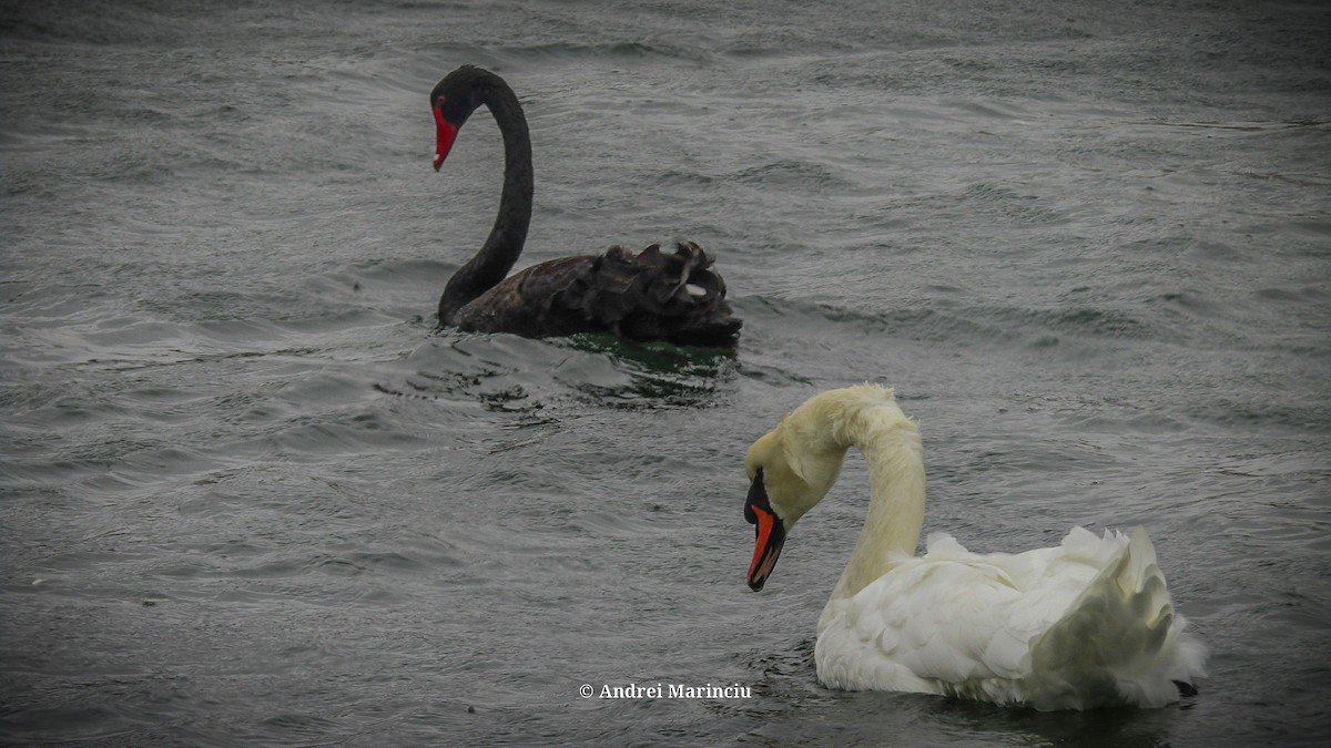 Cygne tuberculé - ML642854670