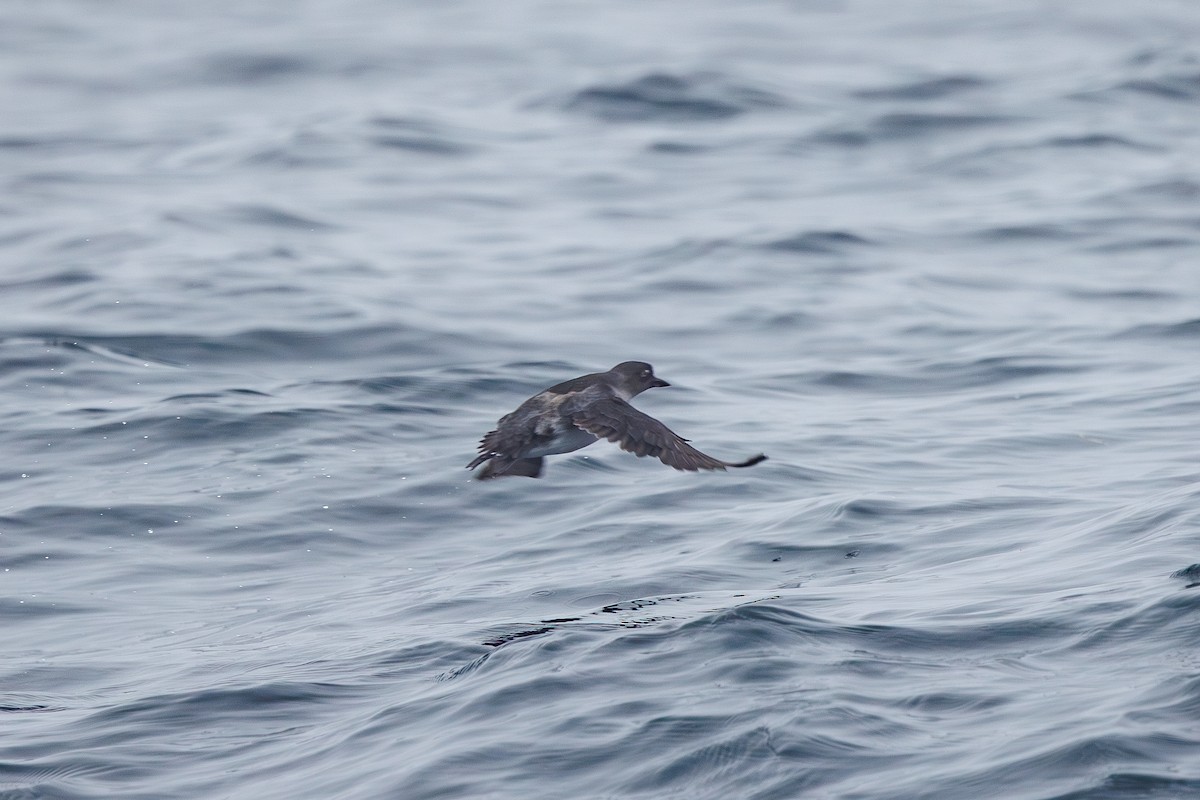 Cassin's Auklet - ML642854671