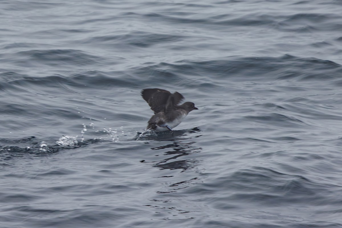 Cassin's Auklet - ML642854676