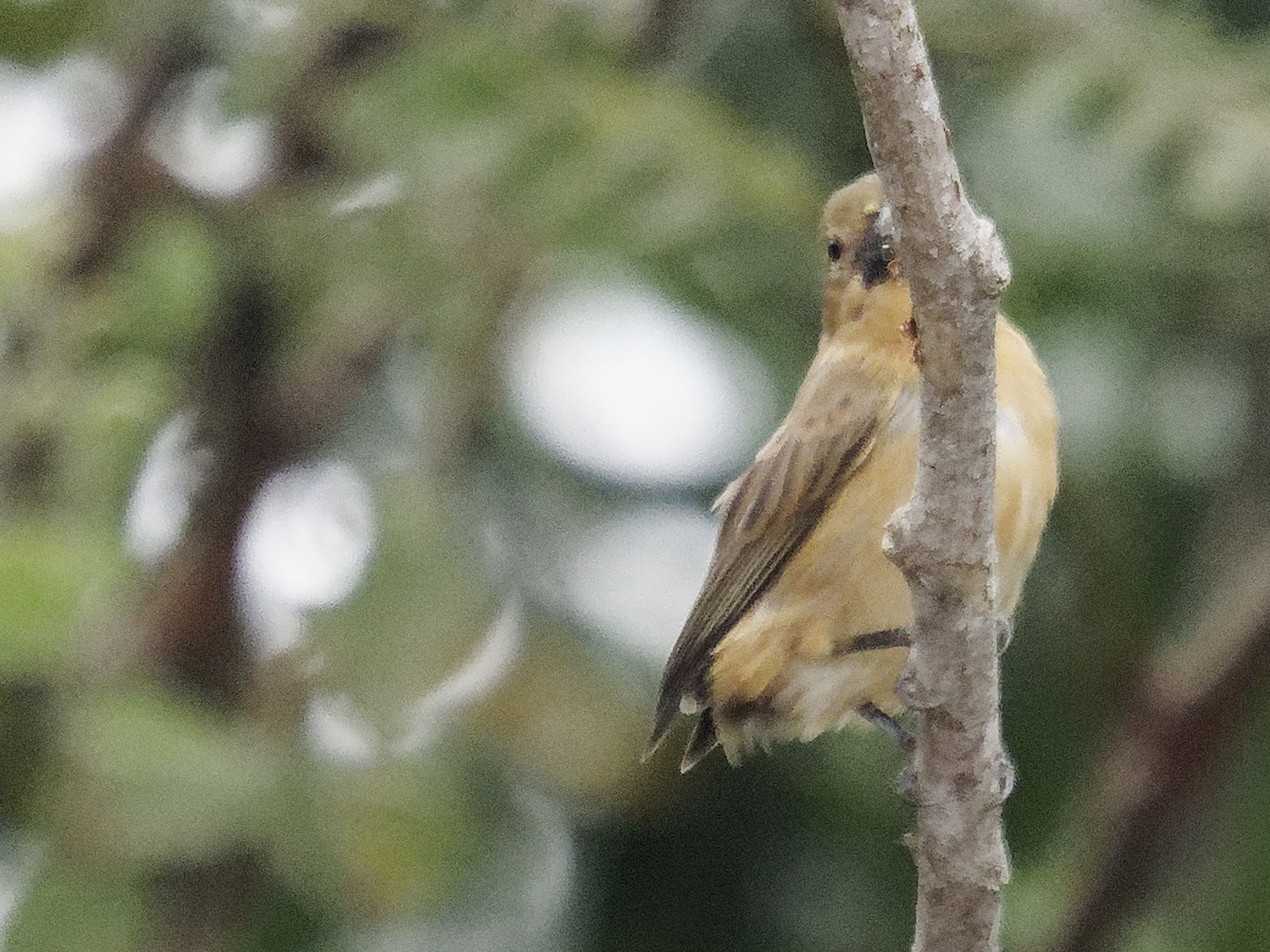 White-bellied Seedeater - ML642854678