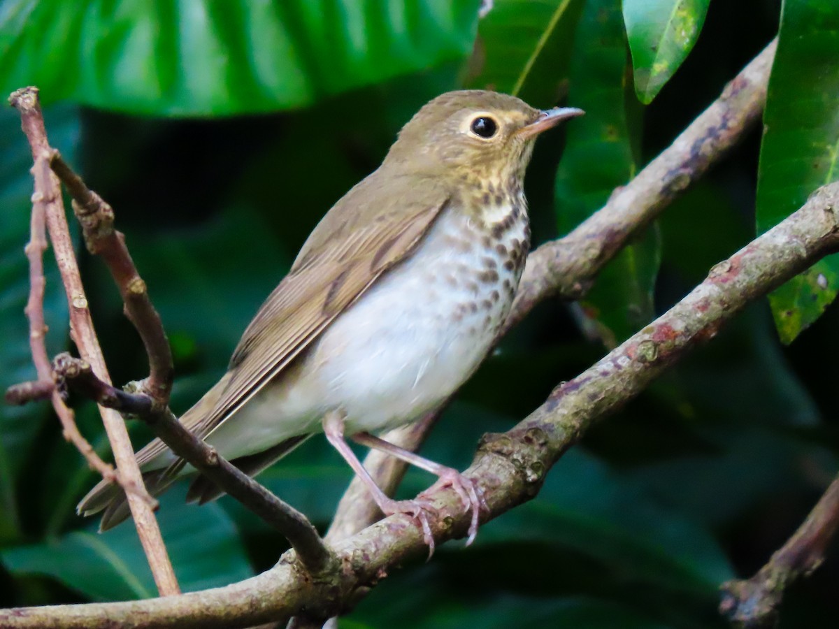 Swainson's Thrush - ML642854680