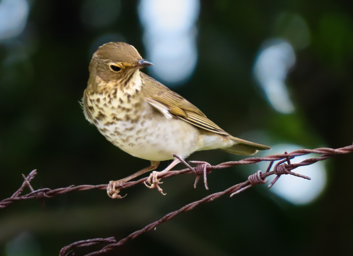 Swainson's Thrush - ML642854681