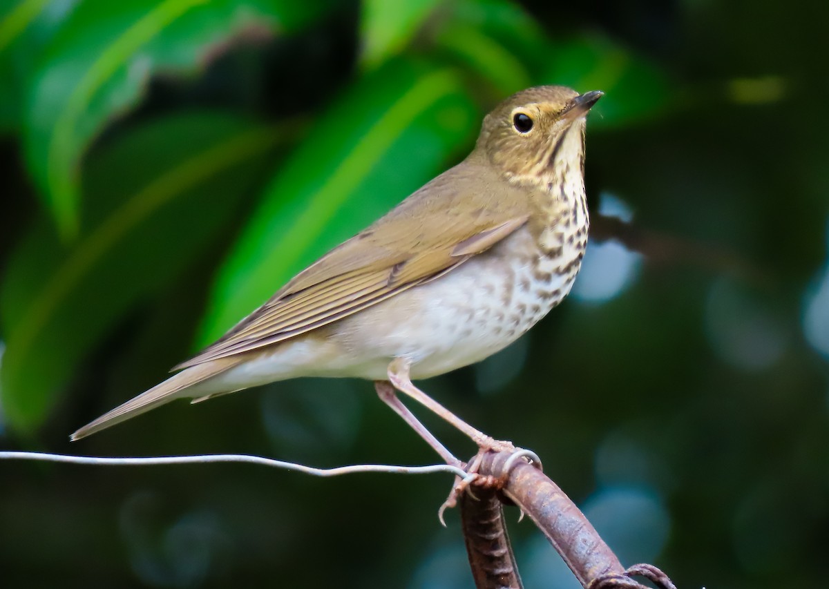 Swainson's Thrush - ML642854682