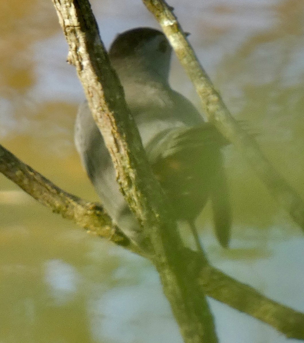 Gray Catbird - ML642854683