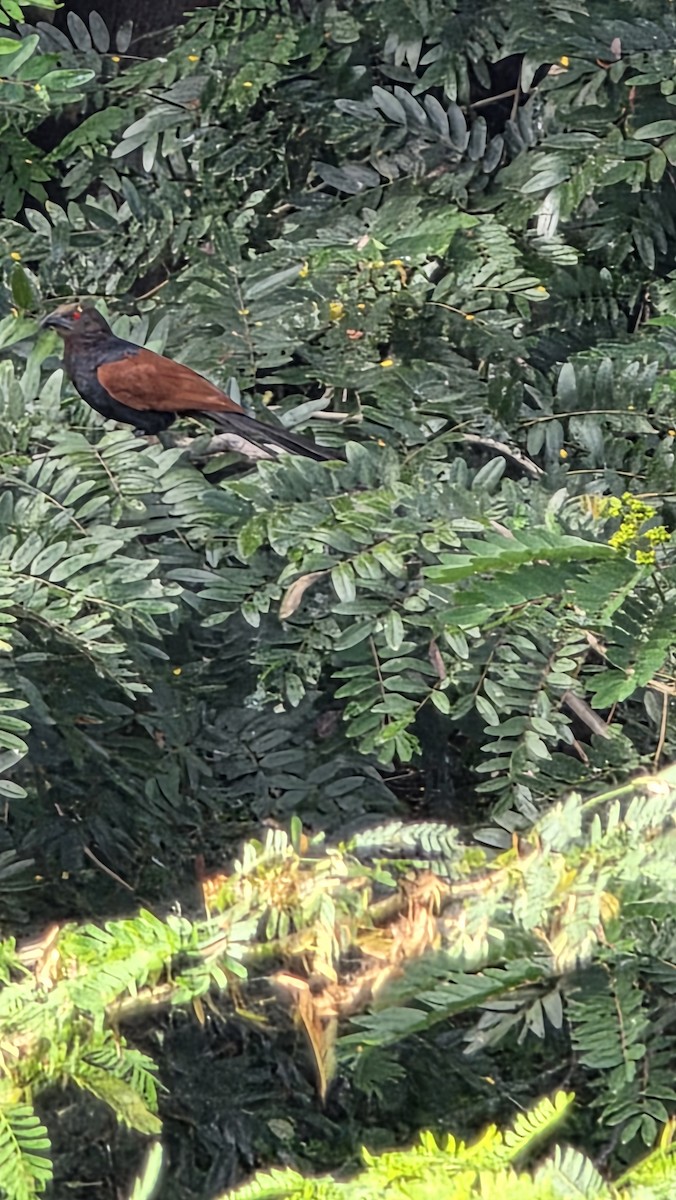 Greater Coucal - ML642854684
