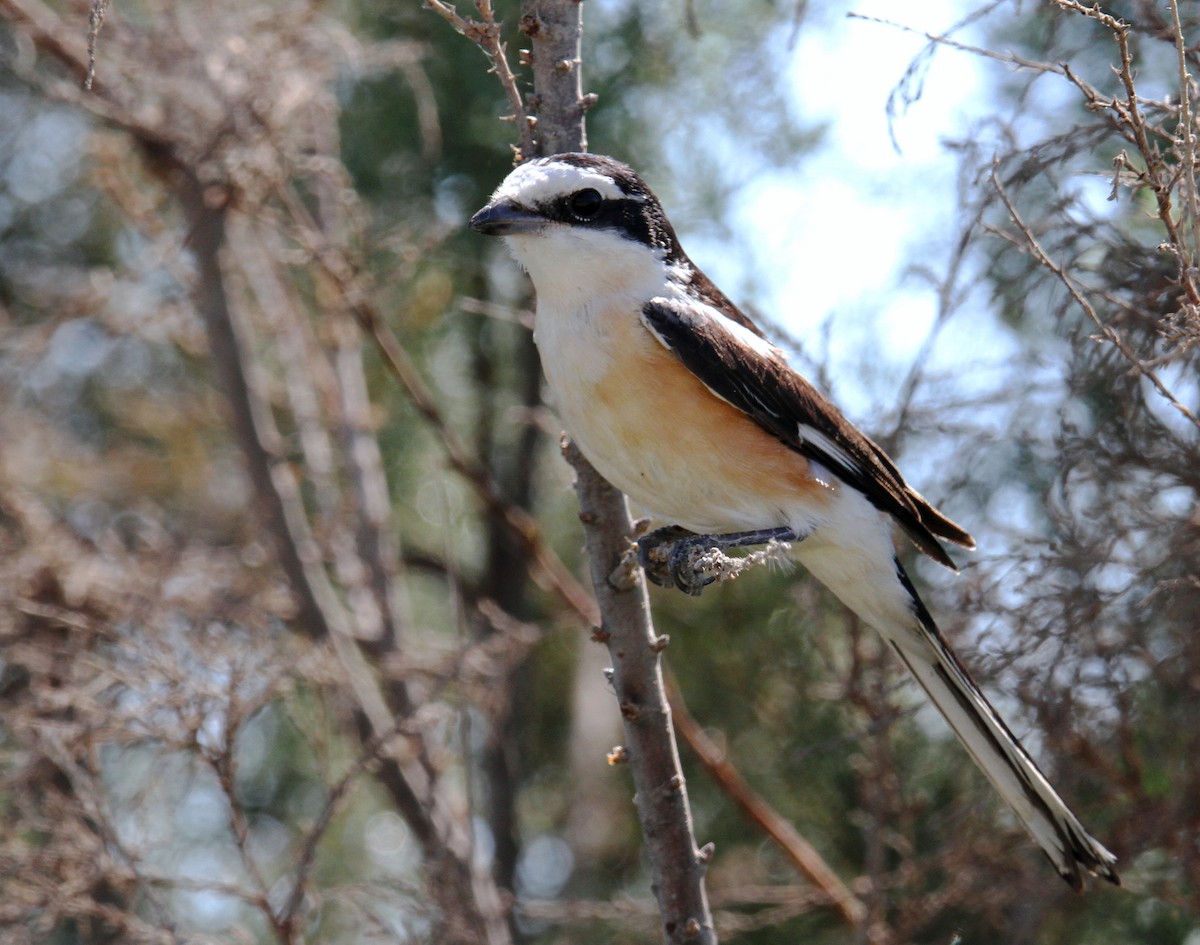 Averla mascherata - ML642854686