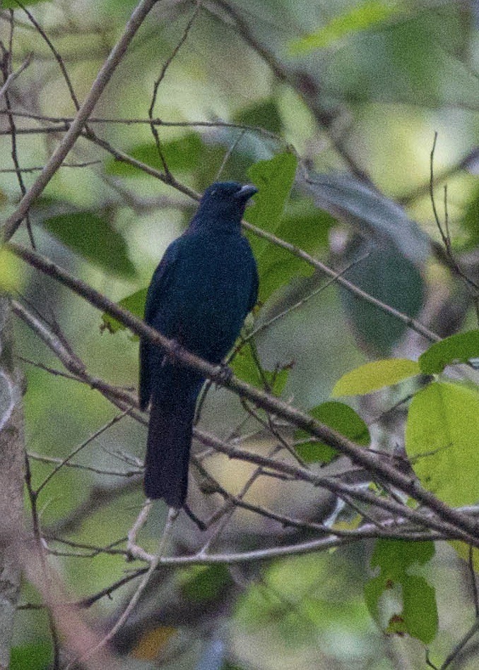 Malabar Whistling-Thrush - ML642854688