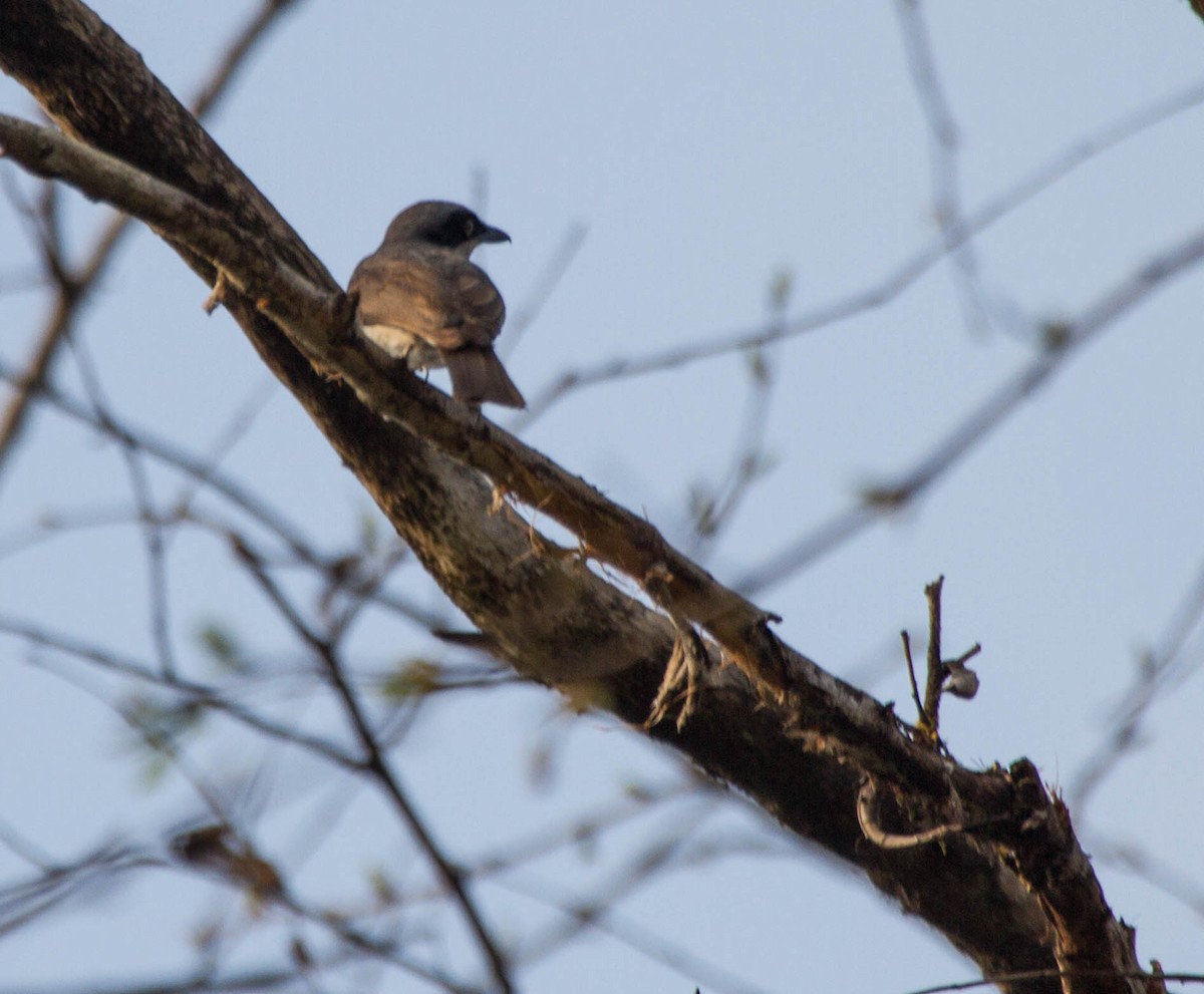 Malabar Woodshrike - ML642854698