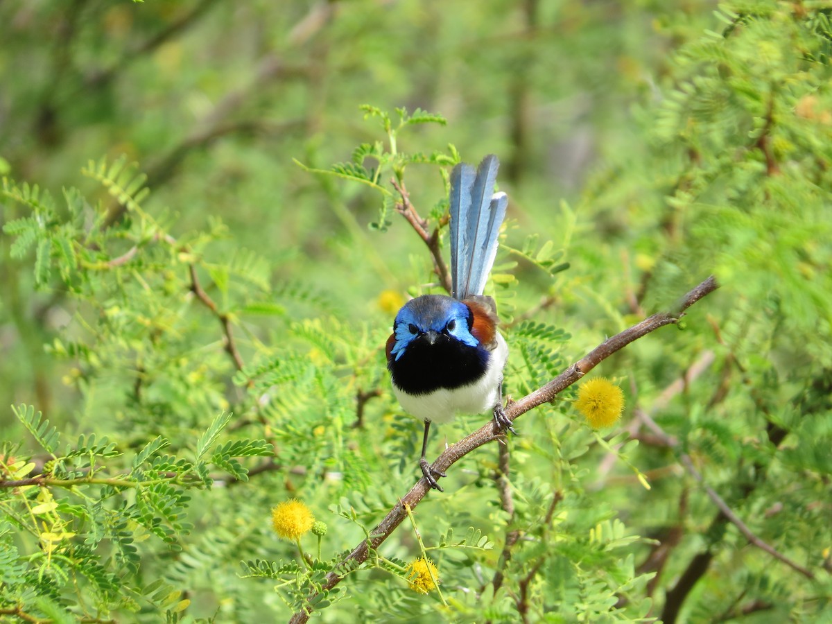 Purple-backed Fairywren - ML642854699