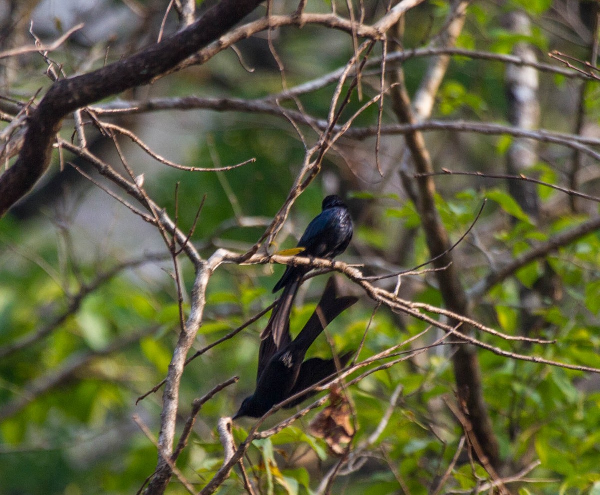Drongo bronzé - ML642854703