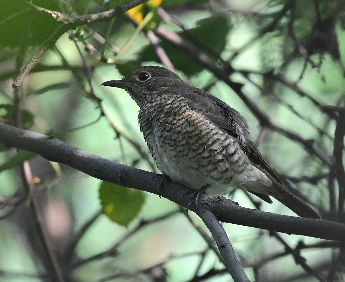 Blue-capped Rock-Thrush - ML642854707