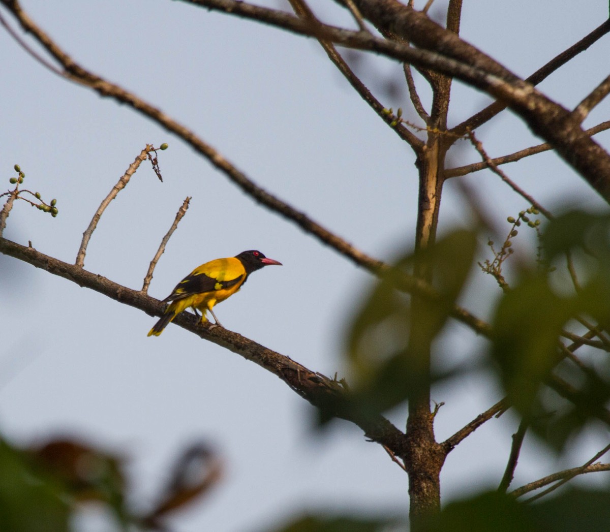 Black-hooded Oriole - ML642854710