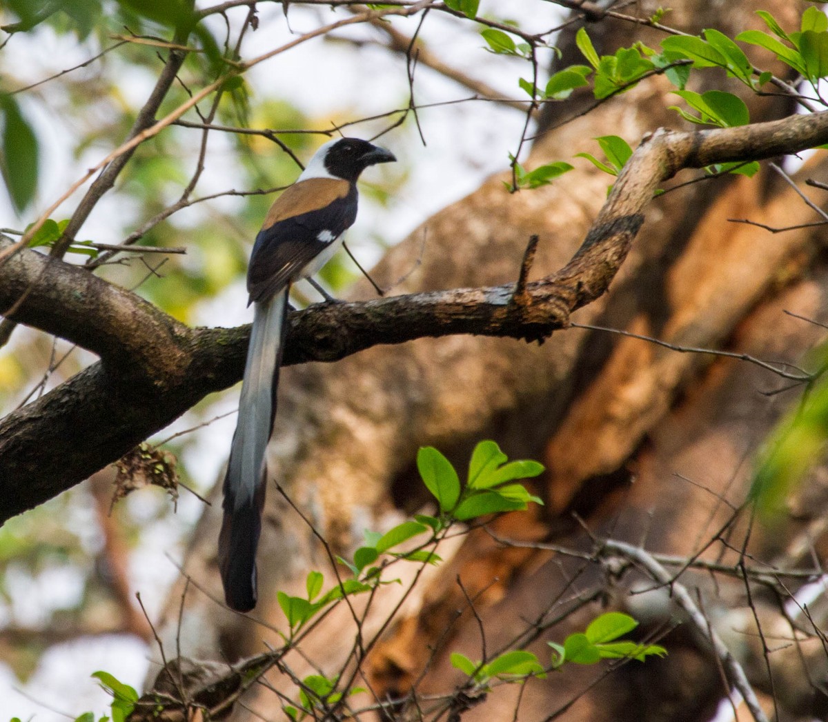 White-bellied Treepie - ML642854715