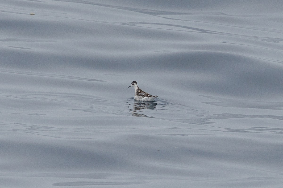 Red-necked Phalarope - ML642854721