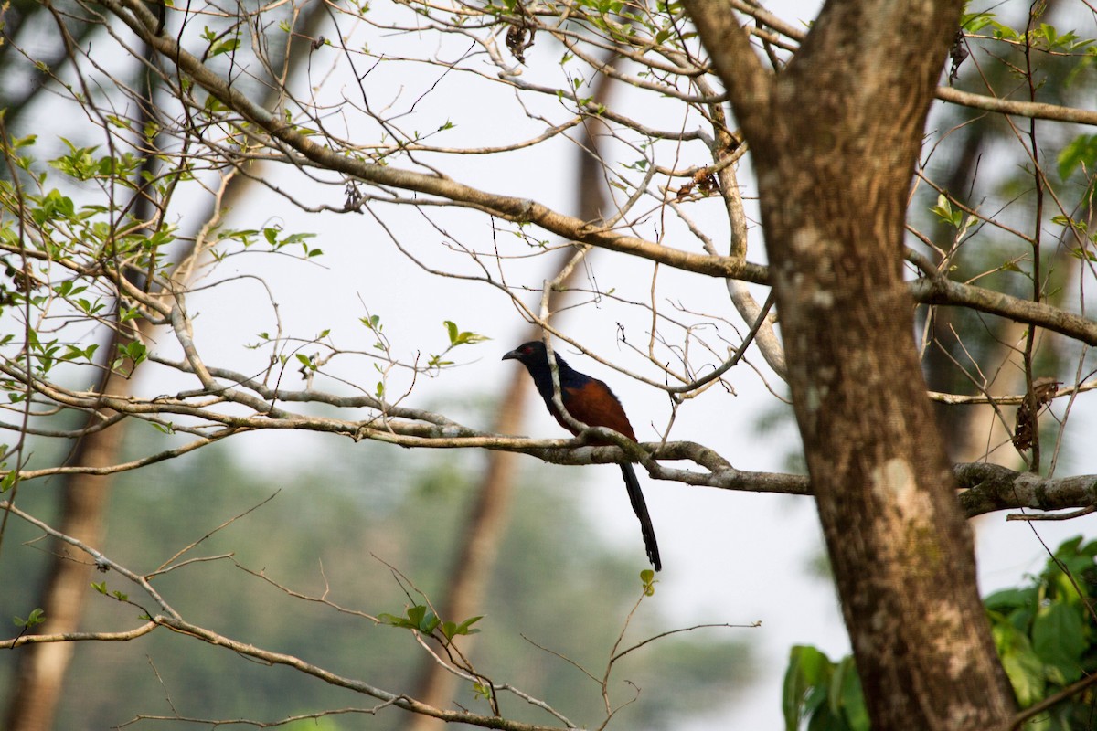 Greater Coucal - ML642854723