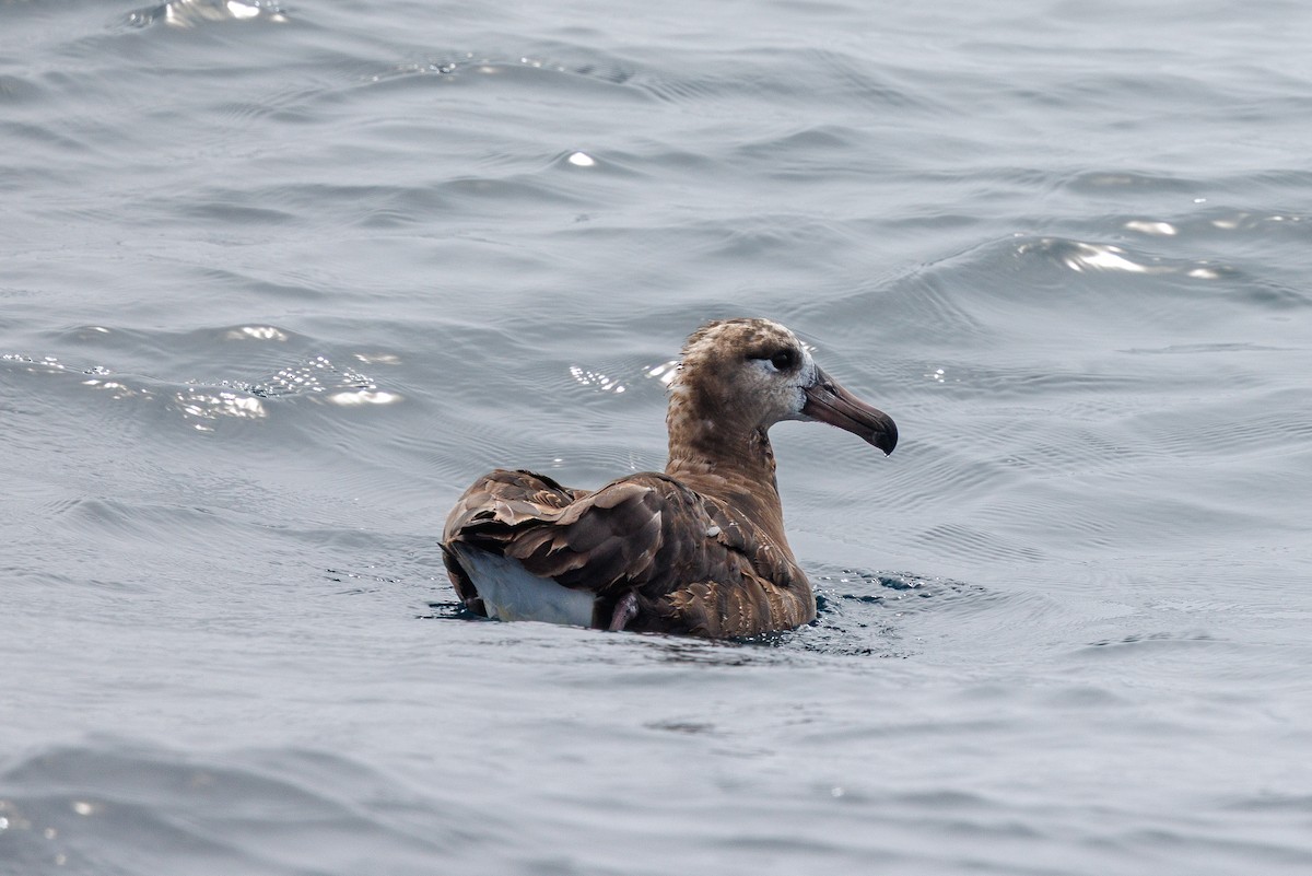 Black-footed Albatross - ML642854724