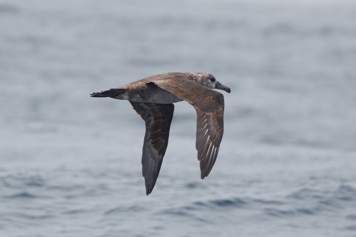 Black-footed Albatross - ML642854725