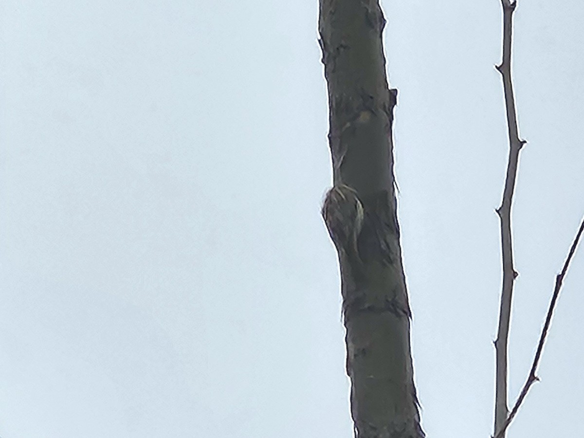 Brown Creeper - ML642854726