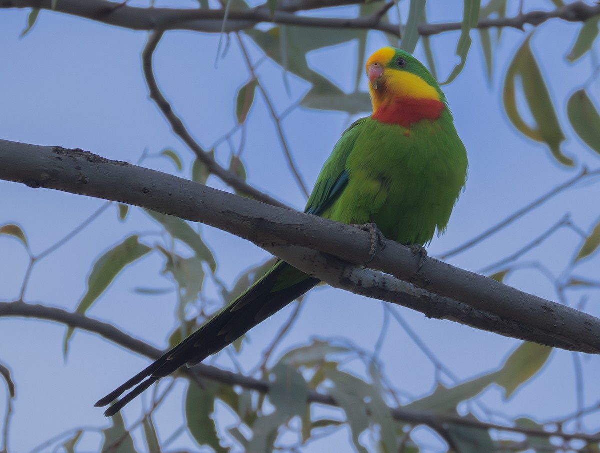 Superb Parrot - ML642854728