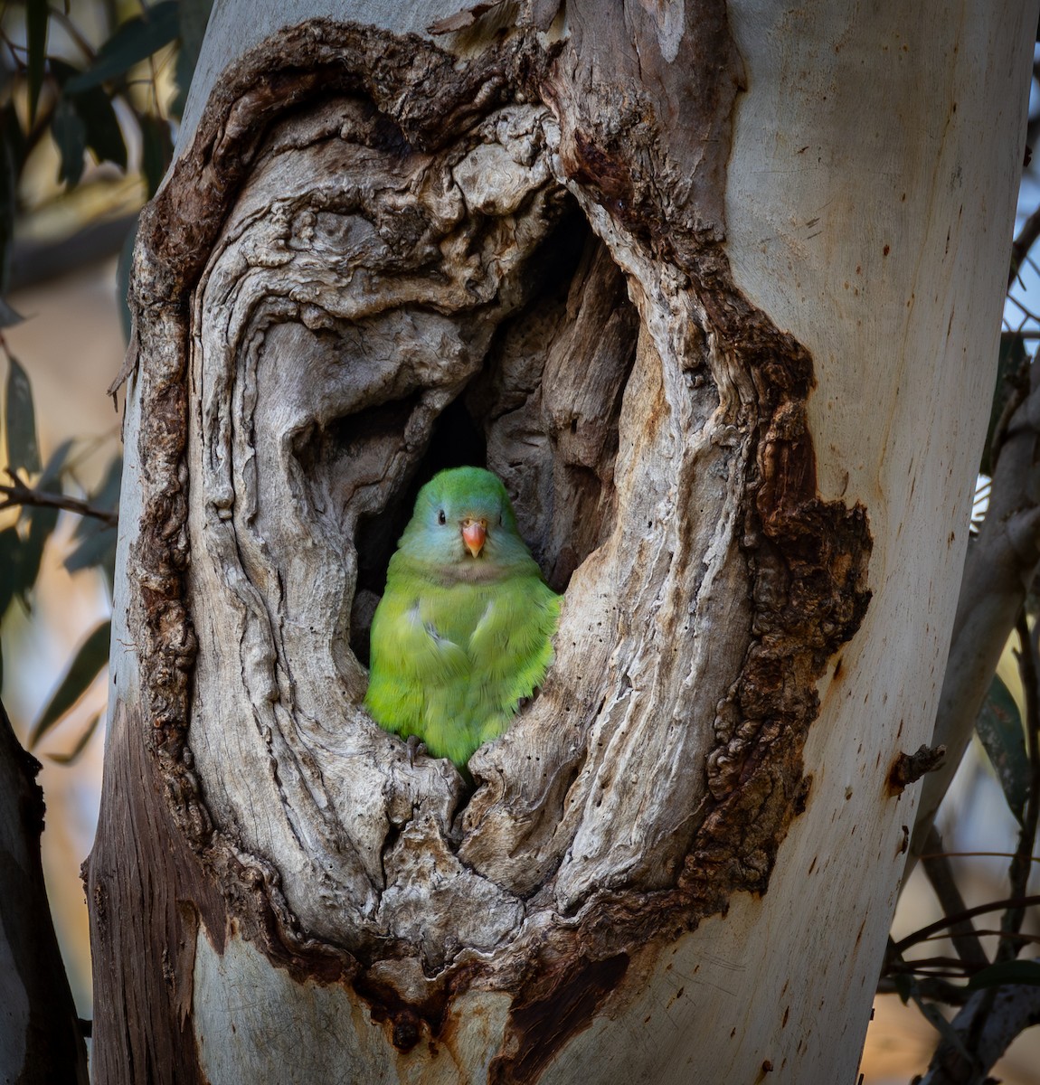 Superb Parrot - ML642854729