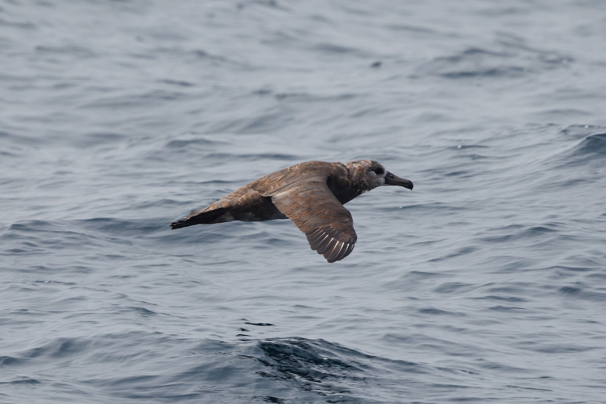 Black-footed Albatross - ML642854732