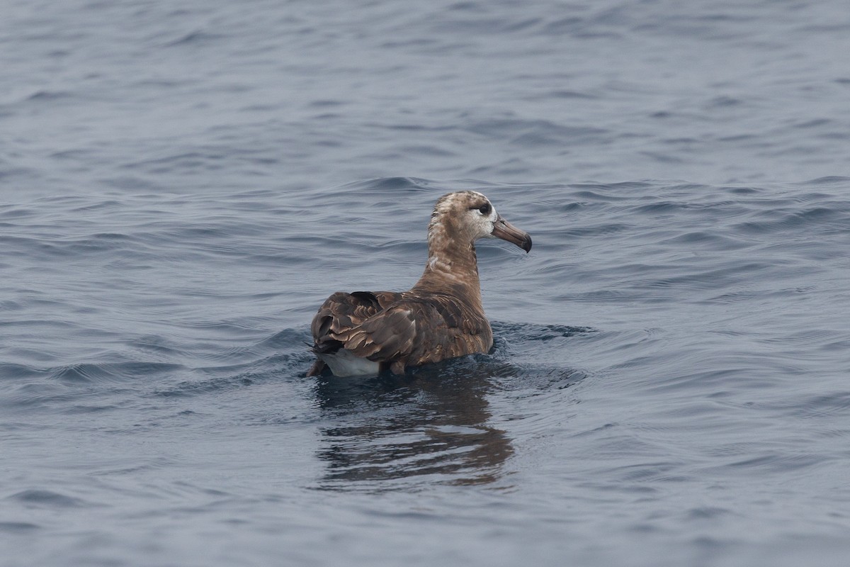 Black-footed Albatross - ML642854733