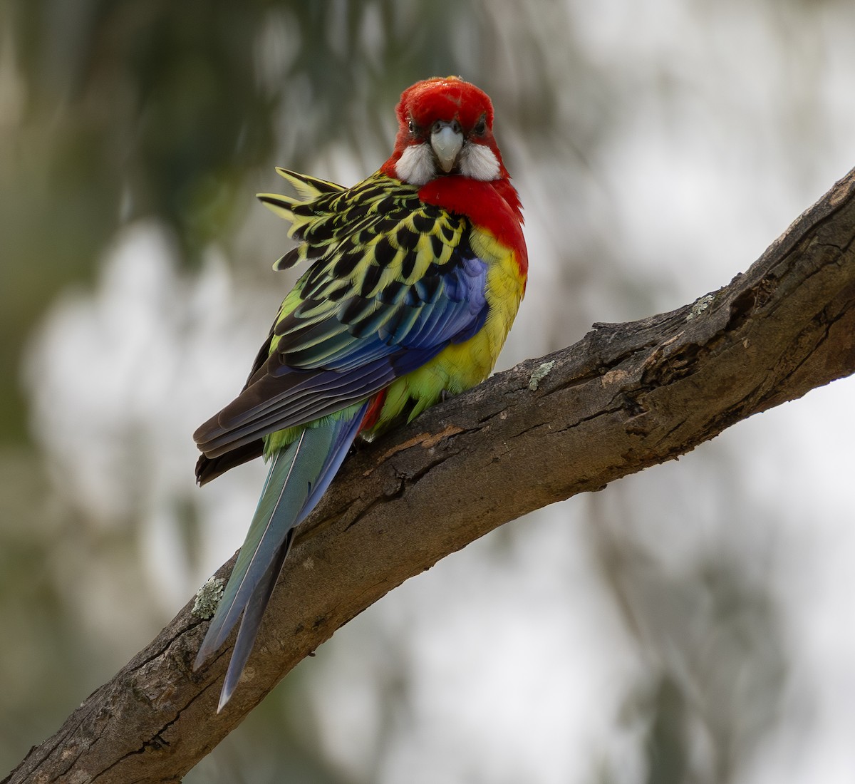 Eastern Rosella - ML642854739
