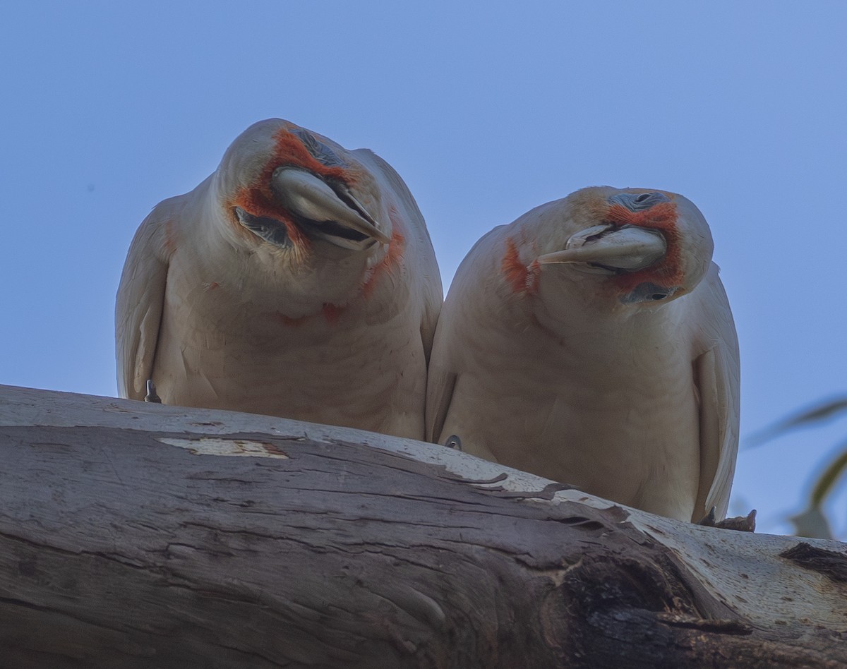 Long-billed Corella - ML642854740