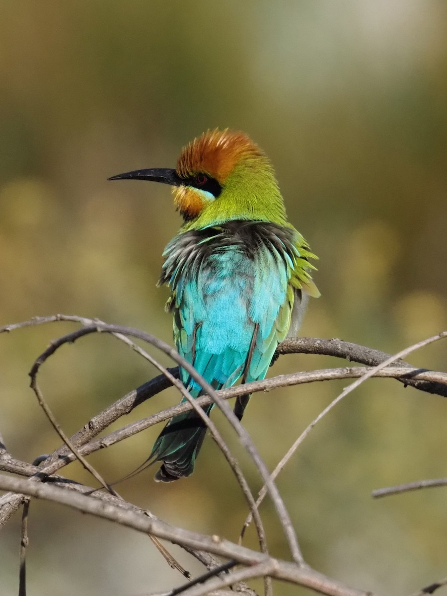 Rainbow Bee-eater - ML642854748