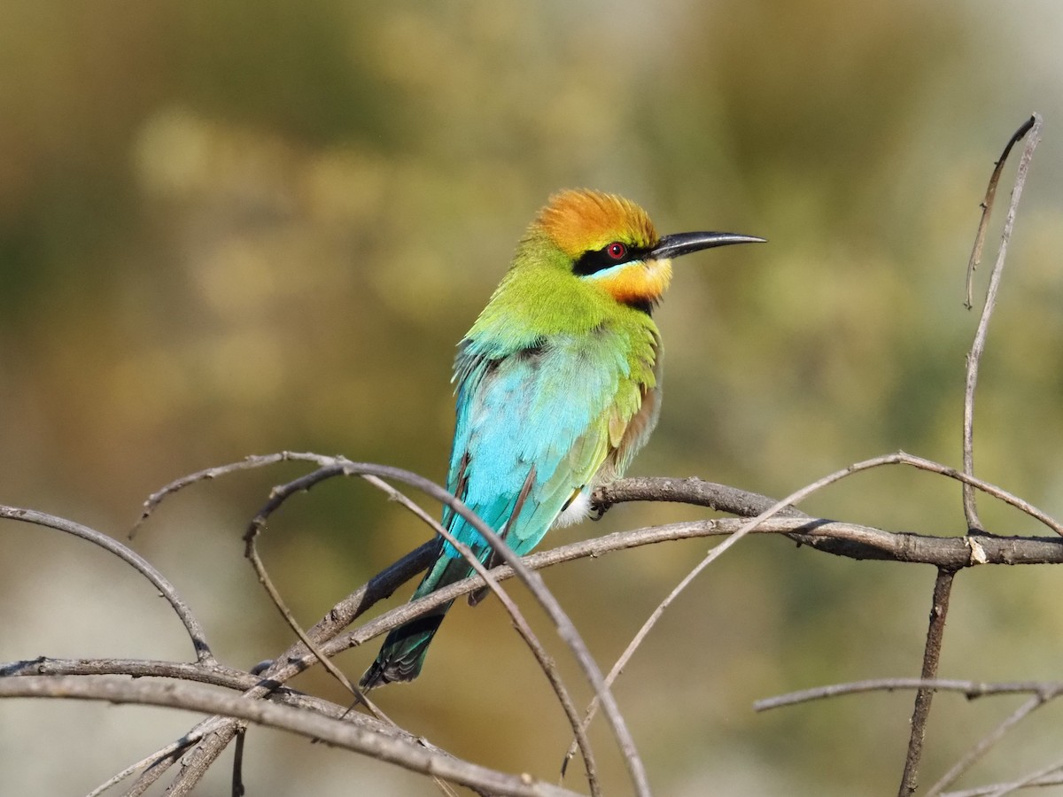 Rainbow Bee-eater - ML642854750