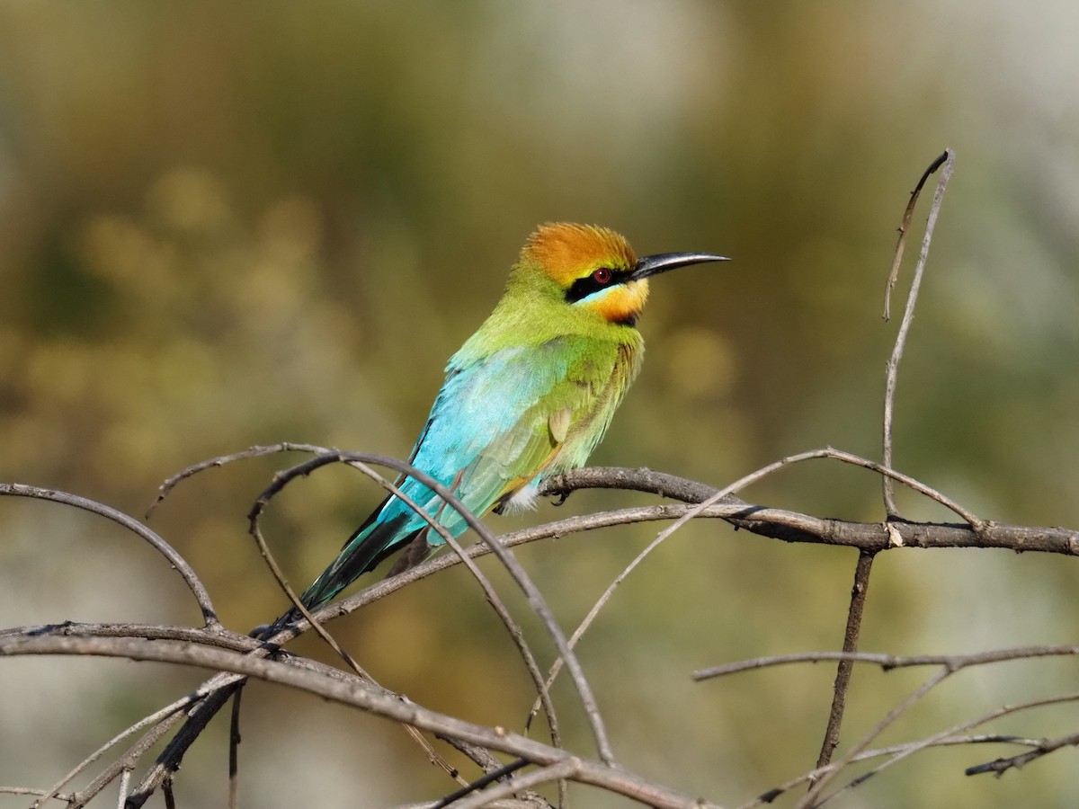 Rainbow Bee-eater - ML642854751