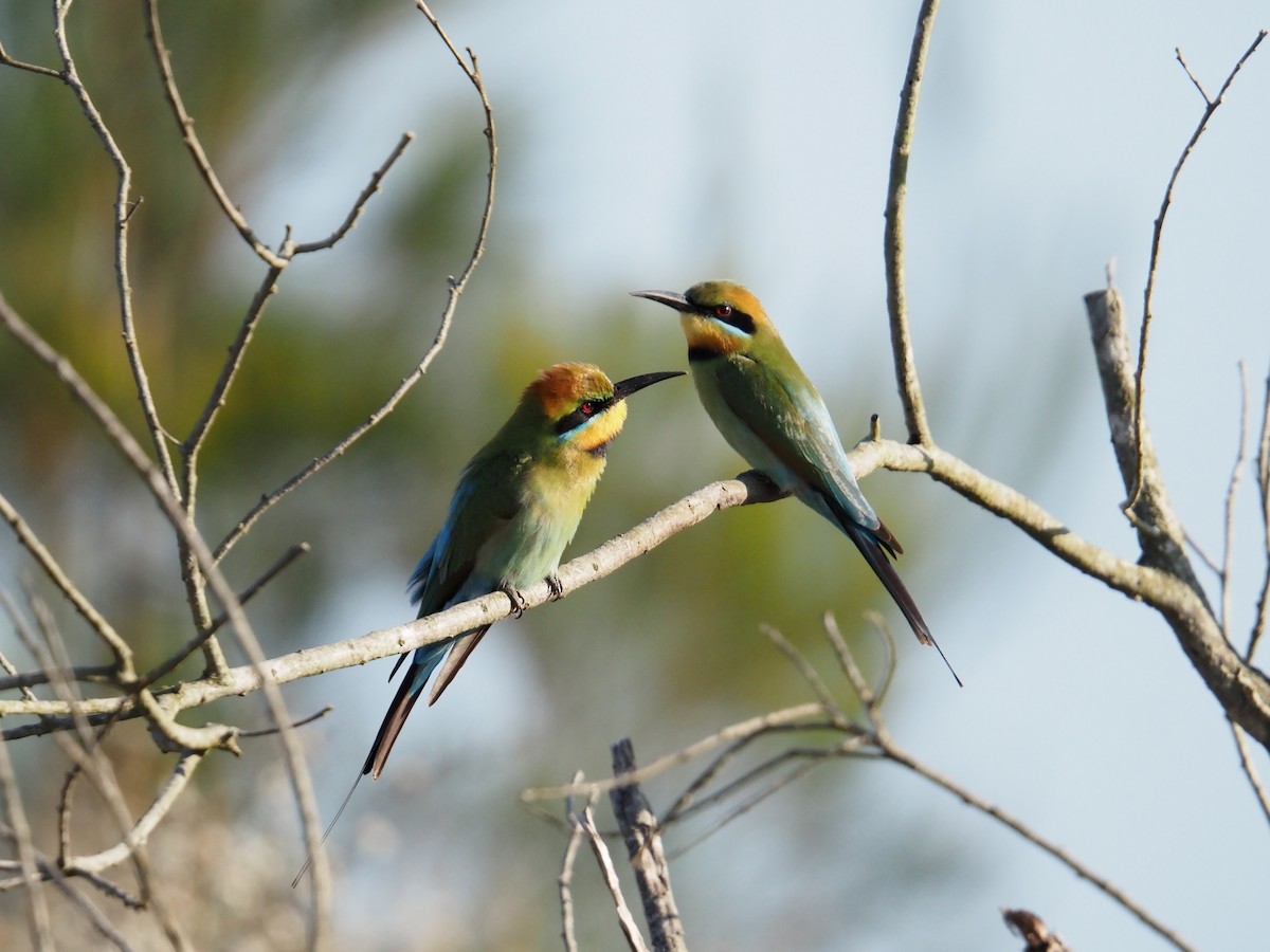 Rainbow Bee-eater - ML642854753