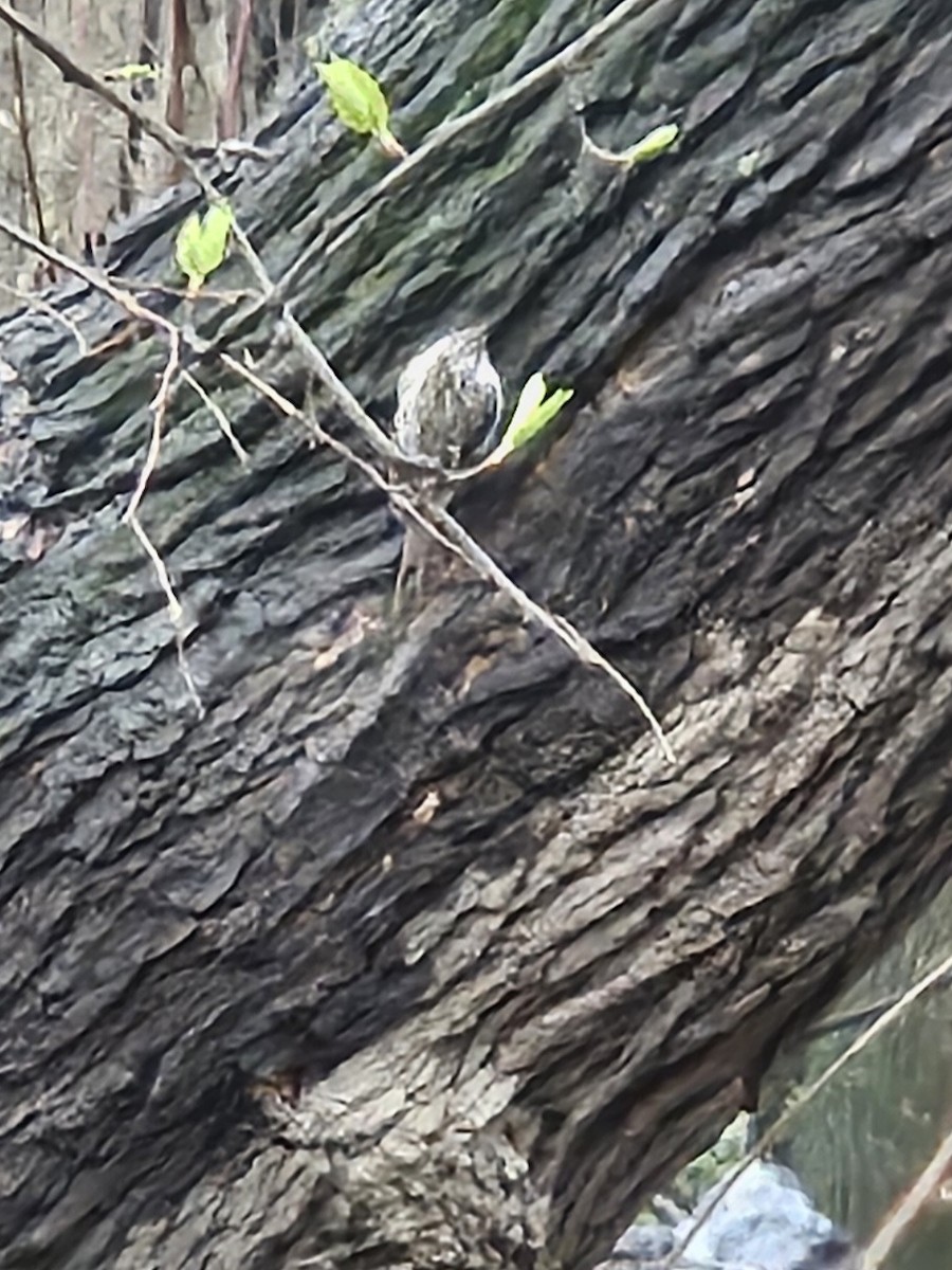 Brown Creeper - ML642854757