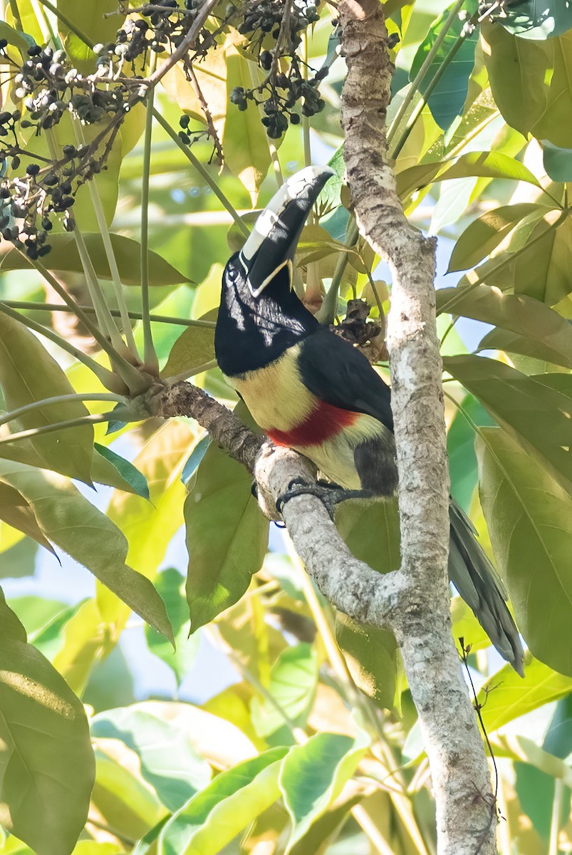 Black-necked Aracari - ML642854761