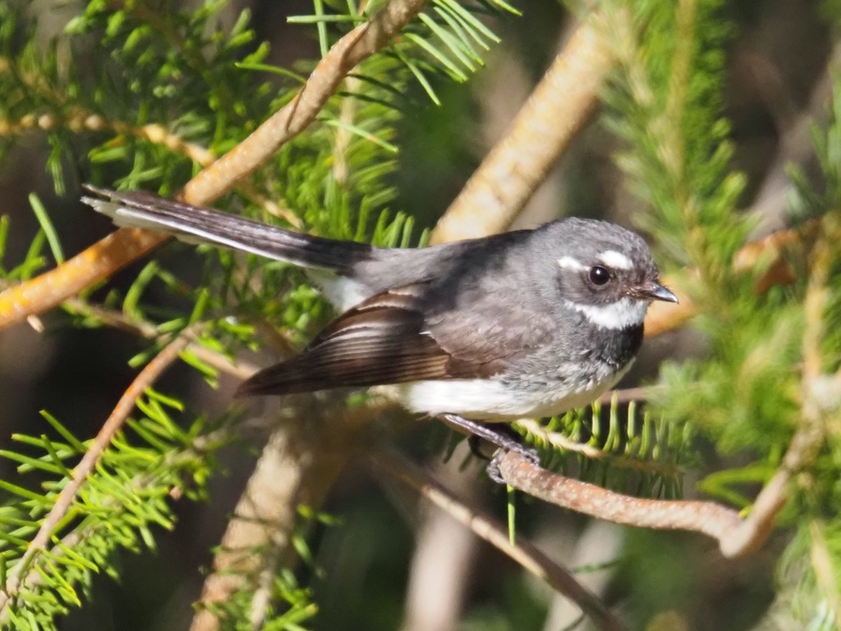 Gray Fantail - ML642854762