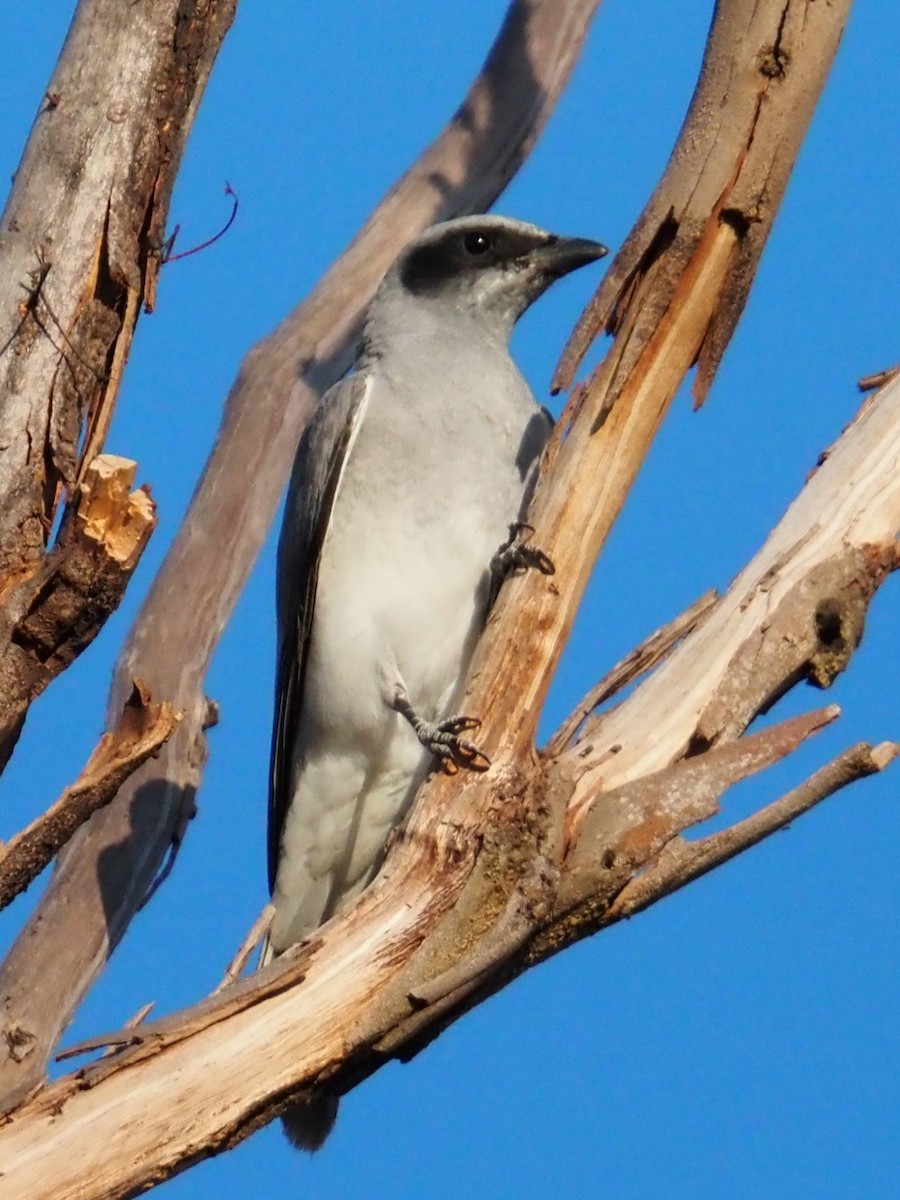Black-faced Cuckooshrike - ML642854769