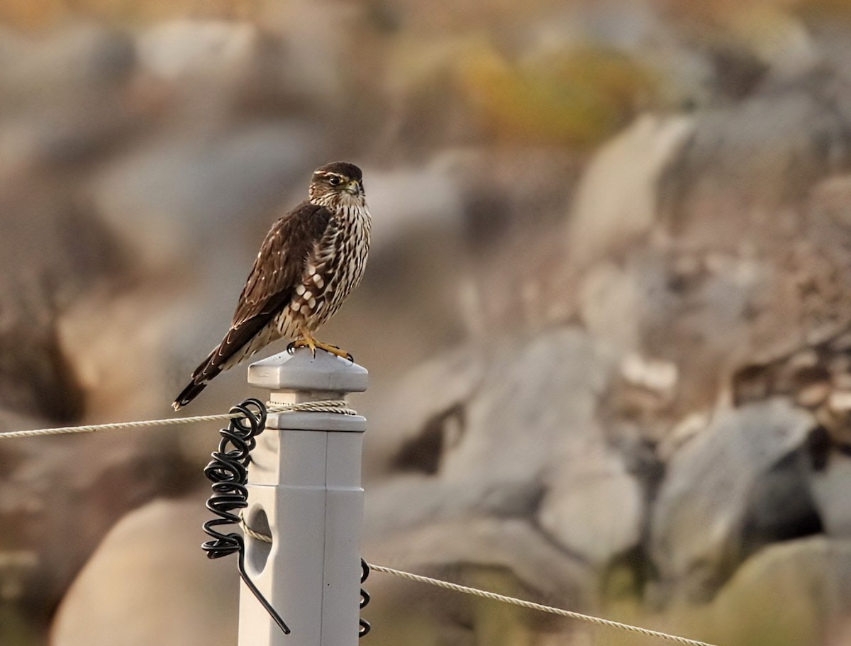 Merlin - ML642854772