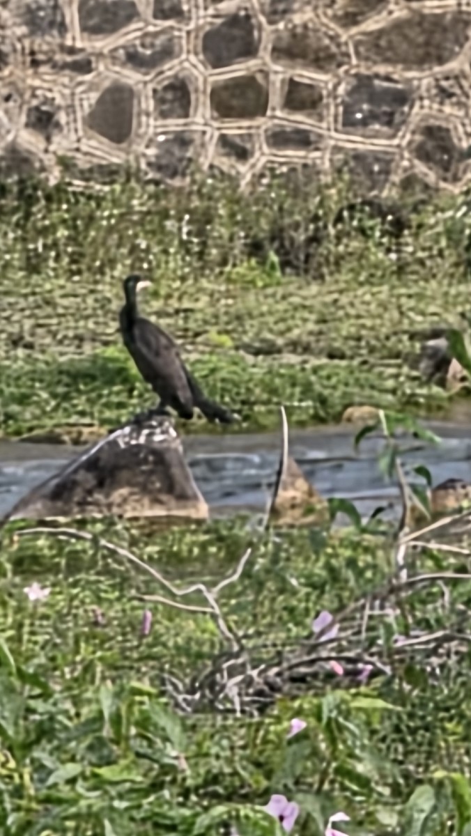 Cormorán Grande - ML642854773